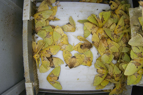 虫情测报系统设备拍摄虫体图片 虫情测报系统设备拍摄虫体图片